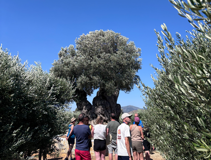 Εύβοια: Περιήγηση στον Ελαιώνα Lilanto Estate & Γευσιγνωσία Ελαιολάδου