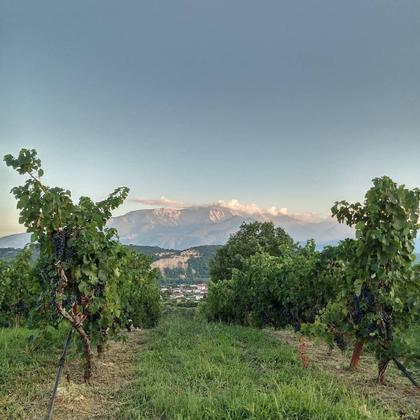 Winery Tour & Tasting of 6 Wines at Oraia Gi Winery