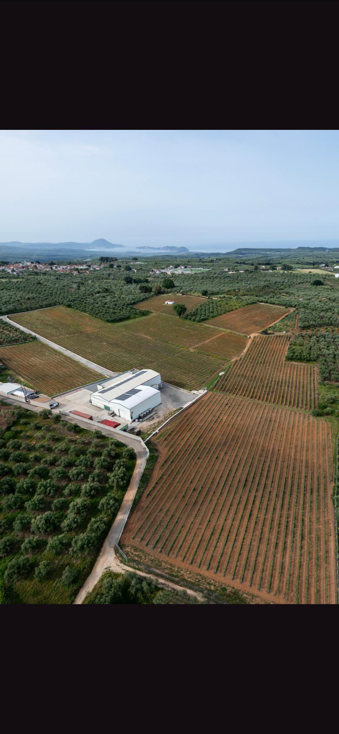 Panagiotopoulos Family Estate Wines 
